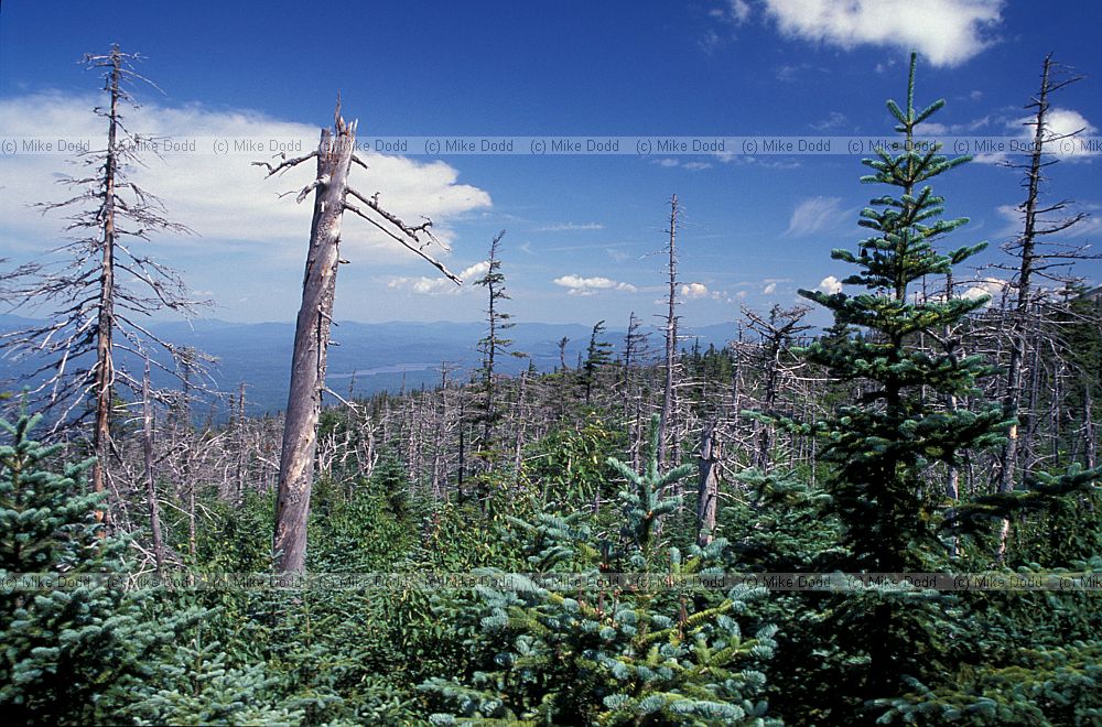 View from top of scaffolding in forest Whiteface mountain Adirondacks New York