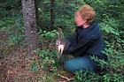 Jen coring Abies balsamea tree Whiteface mountain Adirondacks New York