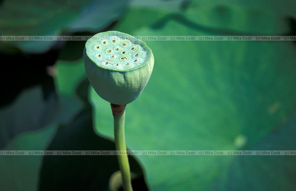 Lotus in Montreal botanic garden