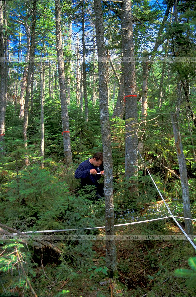 Mark little Black bear transect Whiteface mountain Adirondacks New York state