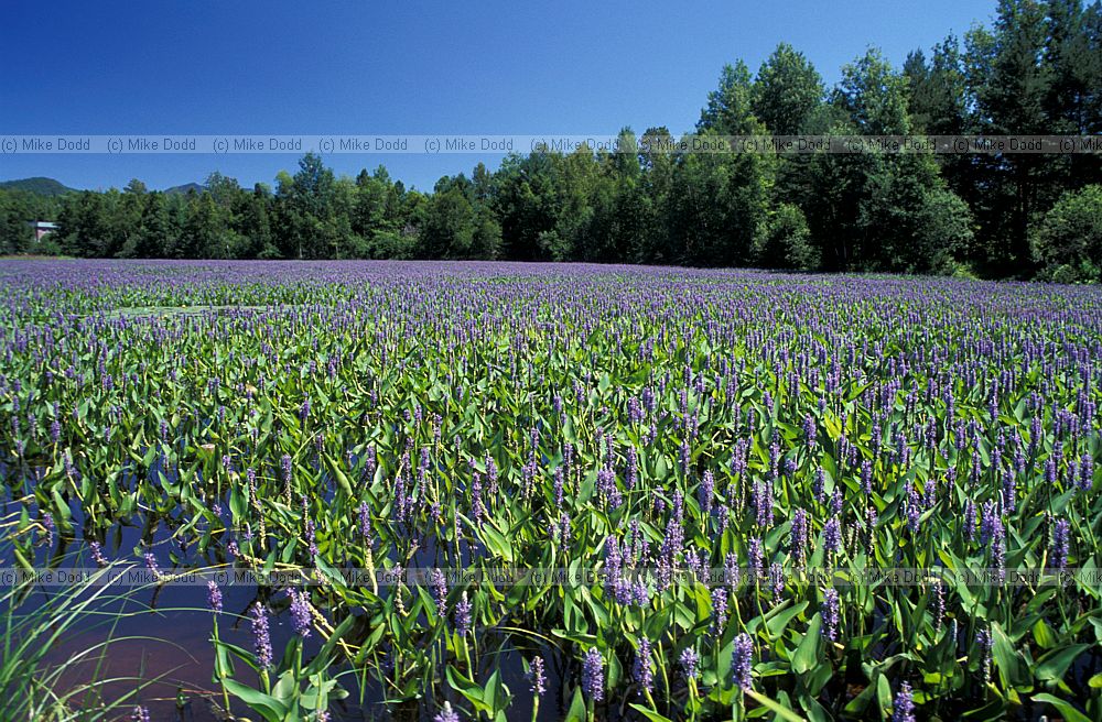 Pontederia cordata Pickerelweed Adirondacks New York state