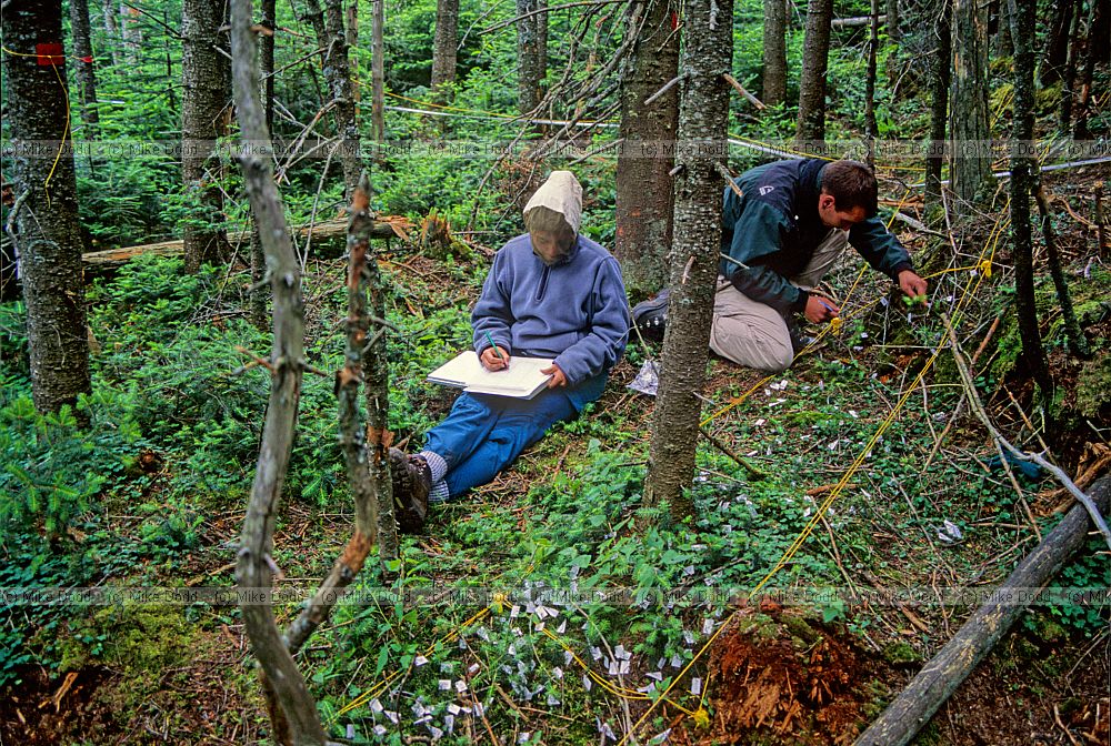 Mark and Sara measuring Abies balsamea seedlings