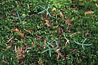 Abies seedlings Fajita transect Whiteface mountain Adirondacks New York state