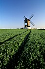 Pitstone post mill Buckinghamshire with growing crops