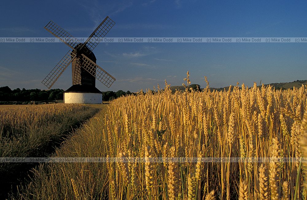 Pitstone windmill at harvest time with wheat crop