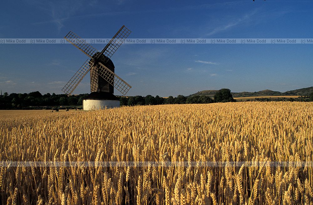 Pitstone post mill Buckinghamshire at harvest time