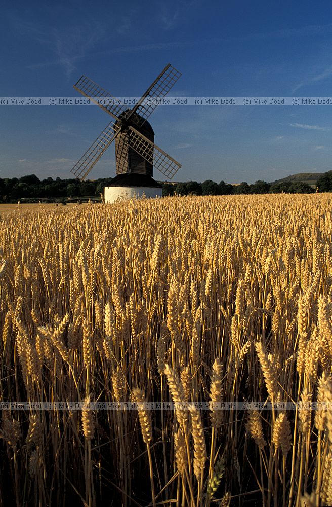 Pitstone post mill Buckinghamshire at harvest time