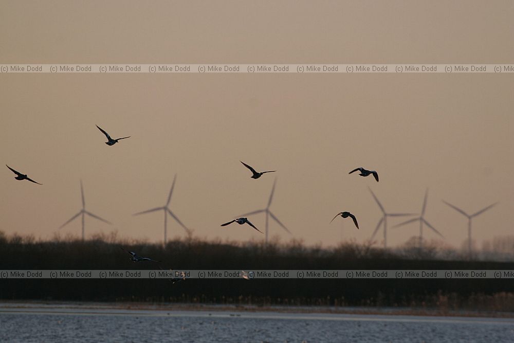 wildfowl and turbines Welney Norfolk
