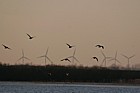 wildfowl and turbines Welney Norfolk